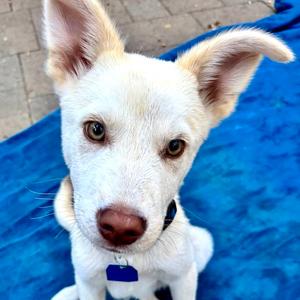 Hayes, Husky, puppy, available for adoption