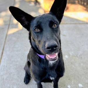 Azabache, Shepherd, young, available for adoption