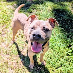 Jones, American Pit Bull Terrier, young, available for adoption