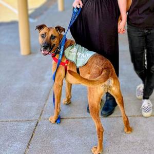 Earl, senior, available for adoption