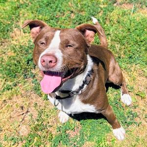 Cassio, Border Collie / Pit Bull Terrier, young, available for adoption