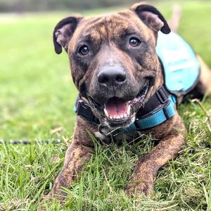 Jojo, American Pit Bull Terrier, young, available for adoption