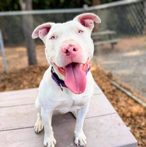 Bennie, Bull Terrier, young, available for adoption