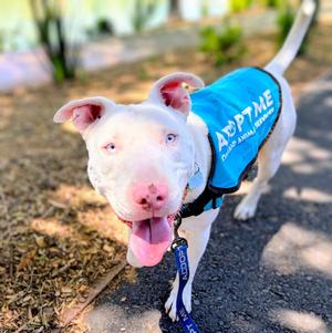 Bennie, Bull Terrier, young, available for adoption