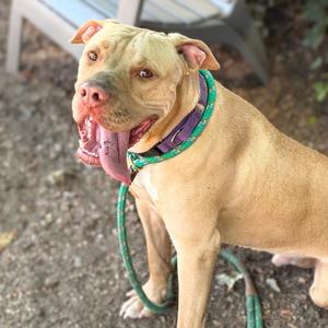 Buster, Pit Bull Terrier, young, available for adoption