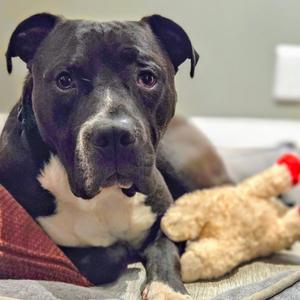 Blanket, American Pit Bull Terrier, young, available for adoption