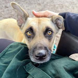 Fiona, Norwegian Buhund / Rhodesian Ridgeback, young, available for adoption