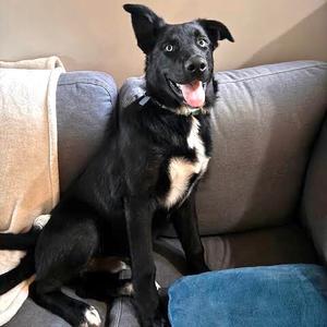 Denzo, German Shepherd Dog, puppy, available for adoption