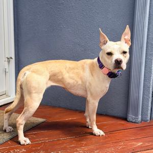 Demi, Pit Bull Terrier, young, available for adoption
