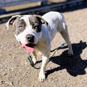 Bluey, Pit Bull Terrier, young, available for adoption