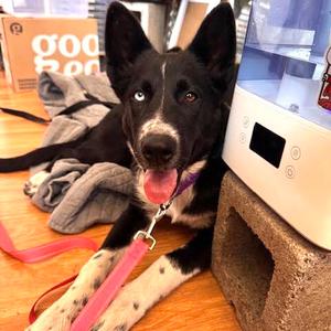 Aura, German Shepherd Dog, puppy, available for adoption