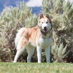 A beautiful husky dog with a white and brown coat standing on a grassy field with green bushes in the background.