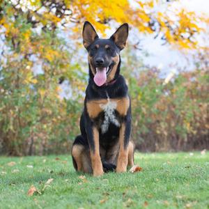 Scooby, Pinscher, Doberman, adult, available for adoption
