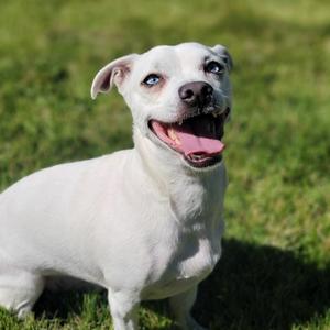 Scooter, Terrier, Pit Bull, adult, available for adoption