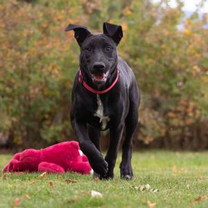 Daphne, Retriever, Black Labrador, adult, available for adoption