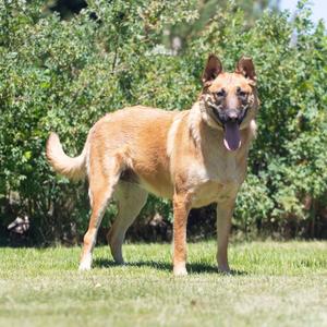 Honey, Shepherd, Belgian Malinois, adult, available for adoption