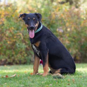 A black and tan dog with a green collar sitting on grass with its tongue out.