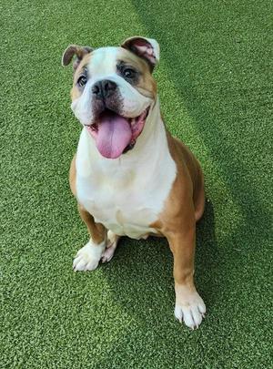 Miss Georgia, American Bulldog, adult, available for adoption