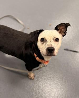 Lego, Dachshund / Pit Bull Terrier, adult, available for adoption