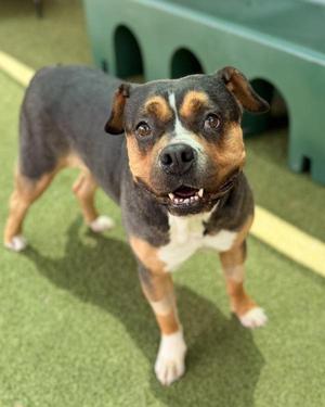 Coco Butter, Rottweiler / Hound, adult, available for adoption