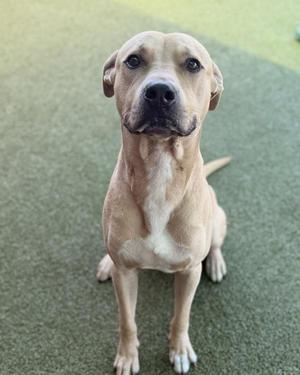 A light brown dog with a white chest and paws, sitting on a green artificial turf surface, looking directly at the camera.
