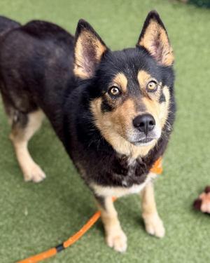 Epona, Shepherd, adult, available for adoption