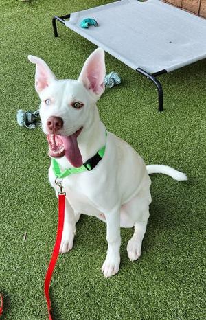 Bandit, Siberian Husky, young, available for adoption