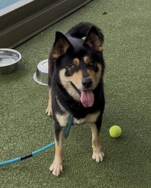A black and tan dog with pointed ears and a pink tongue sticking out, standing on green artificial turf with a blue leash and a yellow tennis ball nearby.