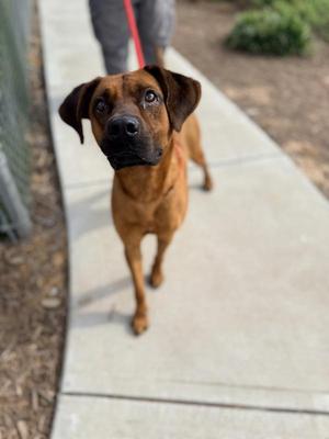 Jeff, Hound, adult, available for adoption