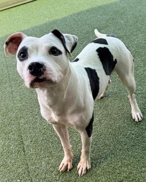 A black and white dog standing on a green artificial turf surface, looking directly at the camera with a curious expression.