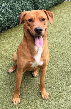Henry, Labrador Retriever, young, available for adoption