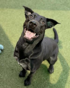 Kelp, Labrador Retriever, young, available for adoption