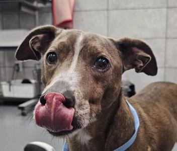 Badger, Hound, adult, available for adoption