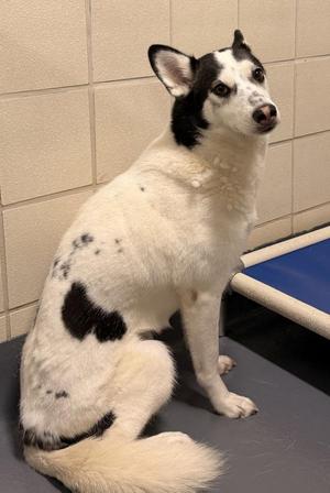 Cookie, Siberian Husky, adult, available for adoption