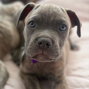 Fragola, Mastiff, Cane Corso, puppy, available for adoption