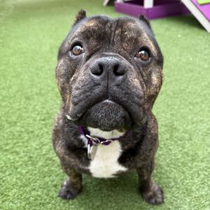 Chuckles, Bully, American, adult, available for adoption