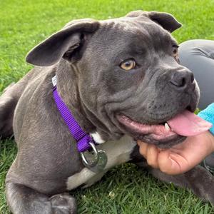 Giuseppe, Mixed Breed (Large), young, available for adoption