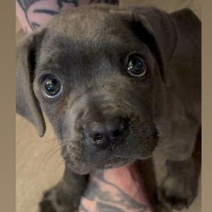 Marcello, Mastiff, Cane Corso, puppy, available for adoption
