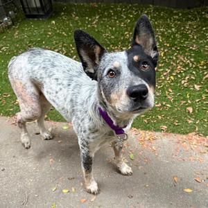 Abigail, Cattle Dog, young, available for adoption