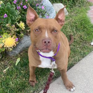 Blessing, Terrier, American Pit Bull, adult, available for adoption