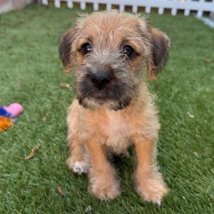 a small brown dog sitting on grass
