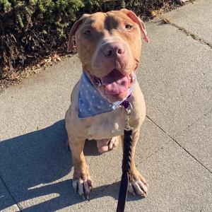 Finnegan, Terrier, Pit Bull, adult, available for adoption