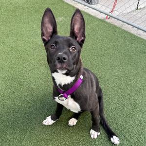 Foxie, Mixed Breed (Medium), young, available for adoption