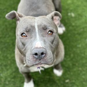 Cheerilee, Terrier, American Pit Bull, adult, available for adoption