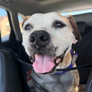 Marla, Terrier, Pit Bull, senior, available for adoption