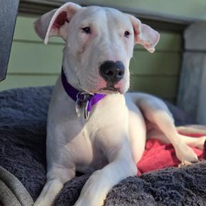 Opus, Dogo Argentino, young, available for adoption