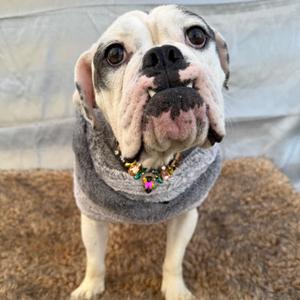 Marilyn, Bulldog, adult, available for adoption