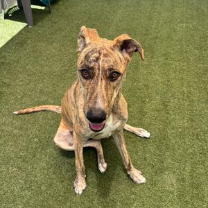 A brindle dog sitting on artificial grass, looking directly at the camera with its tongue out.