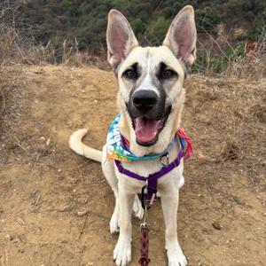 Raccoon, Mixed Breed (Large), young, available for adoption