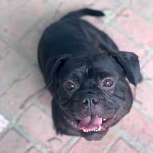 Pemmy, Bulldog, young, available for adoption